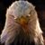 Kevin A Voytosh's profile image