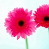 Missy M.'s profile image