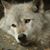 Melissa Brueschke's profile image