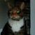 Fran Scaringi's profile image