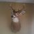 Tim Kleber's profile image