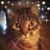 Judie Blau's profile image