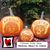 Marcia Fanchin's profile image