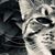Lisa Stout's profile image