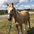 Jackie Nicol's profile image