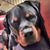 DeAnne Davis's profile image
