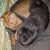 Lisa Notestone's profile image