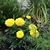 Lynne Castronuovo's profile image