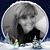 Shannon Buckley Rice's profile image