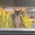 Vincent DiTommaso's profile image