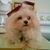 Threes Toscano's profile image