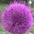 Susan Stagner's profile image