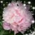 Cindy Cruise's profile image