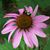 Pamm Phillips's profile image