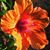 Terri Riebel Shaffer's profile image