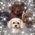 David Earl Hoexter's profile image
