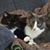Tammy Cline Raftery's profile image