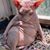 Lisa Morford's profile image