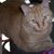 Shirley McCarson Shafer's profile image