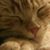 Karen Pugh Randolph's profile image