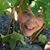 Harriet Sottile's profile image