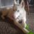Adam Andreasen's profile image