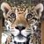 MzMo Calhoun's profile image
