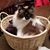 Lisa Johns Oddy's profile image