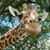 Donette Kraft Hope's profile image