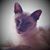Suzanne Krom's profile image