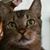 Keiko Ueda's profile image
