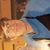 Jenni Hehmeyer's profile image