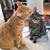Judy Acs Seidman Zucker's profile image