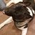 Rocky Hedding's profile image