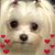 Kelly Anne Lewis-Psiuk's profile image