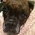 Tracey Duffy Carroll's profile image