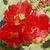 Penny Wadham's profile image