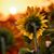 Renae Atkisson Lawrence's profile image