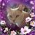 Lisa Rogers Frakes's profile image