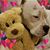 Irma Srvdg Vincent's profile image