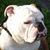 Sean C. Jones's profile image