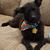 Denise Marie Dehestani's profile image