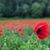 Barbara Hodson's profile image
