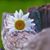 Silvia Lima's profile image