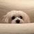 Sylvia Dunham Tylka's profile image