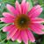 Judy Trimpe's profile image