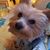 Diane DeSanto Siderio's profile image