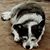 Barbara Gypsy's profile image