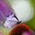 Linda Cantrell's profile image