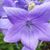 Pam Devore's profile image